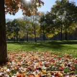 Le brunissement précoce est un signe de stress des arbres (archives).